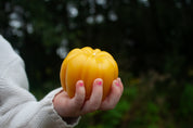 Pumpkin candles