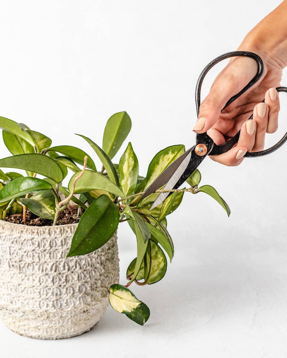 Black Metal Scissors | Vintage Inspired Shears
