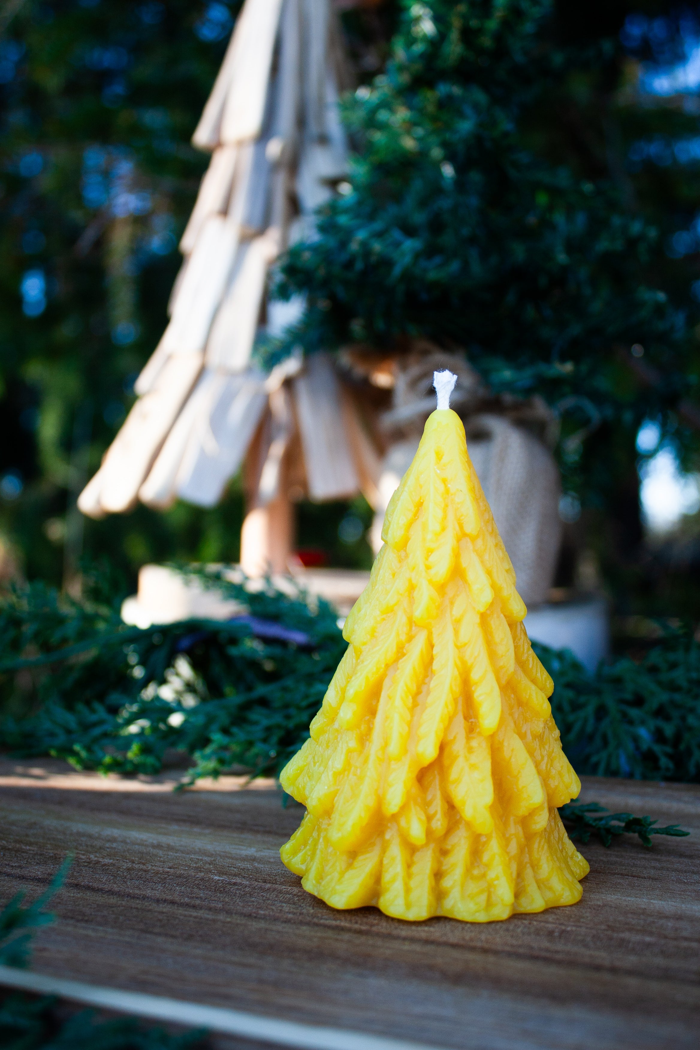 Beeswax pine tree