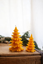 Christmas Conifer pine tree