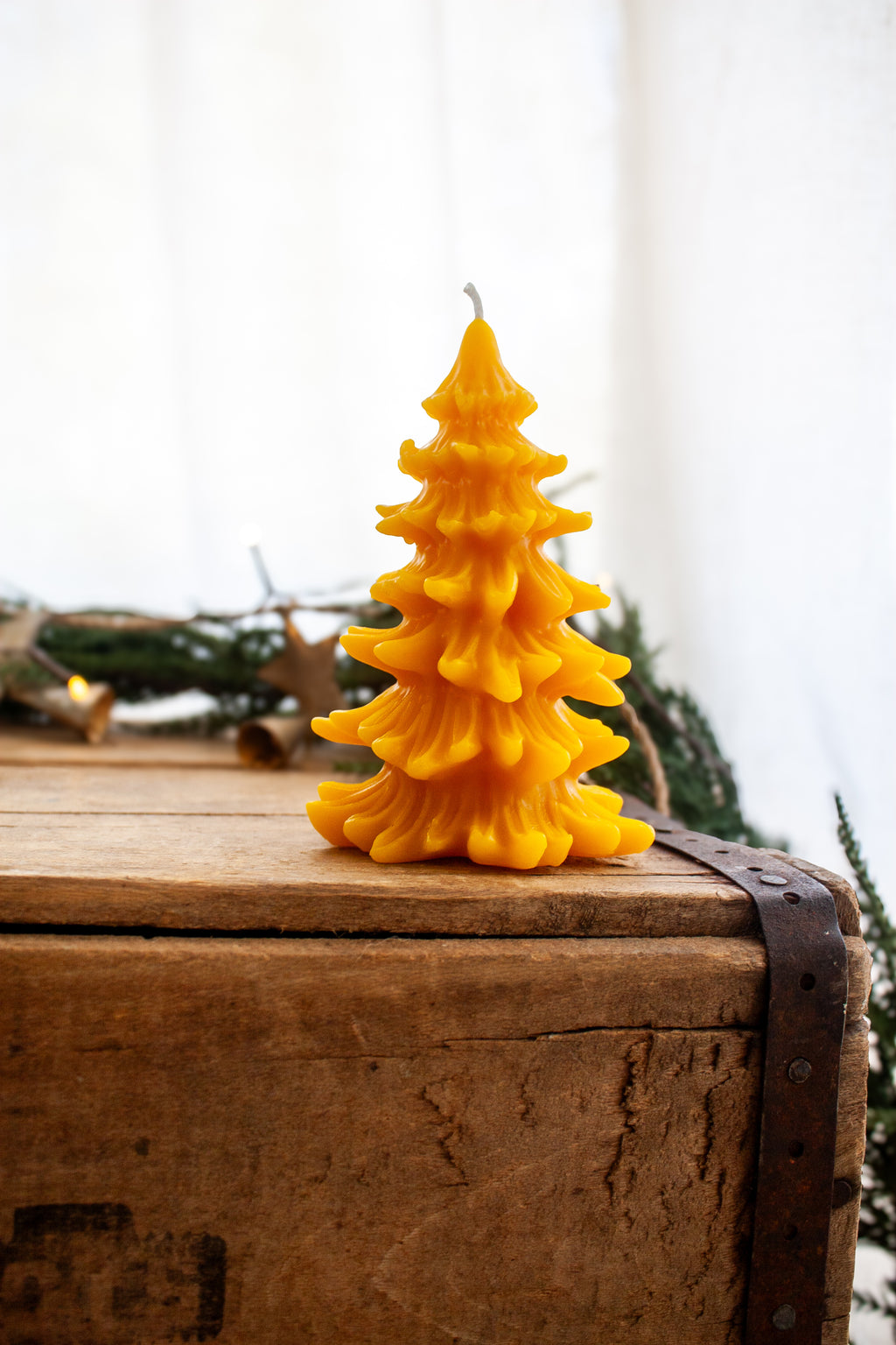 Christmas Conifer pine tree