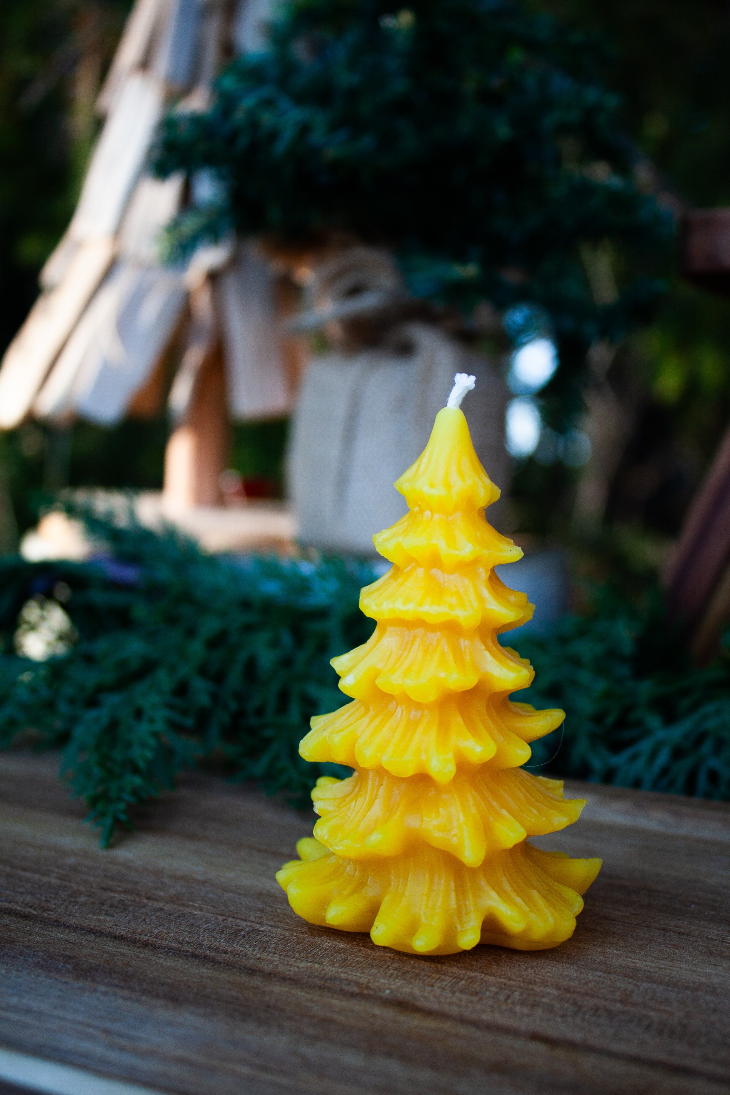 Christmas Conifer pine tree