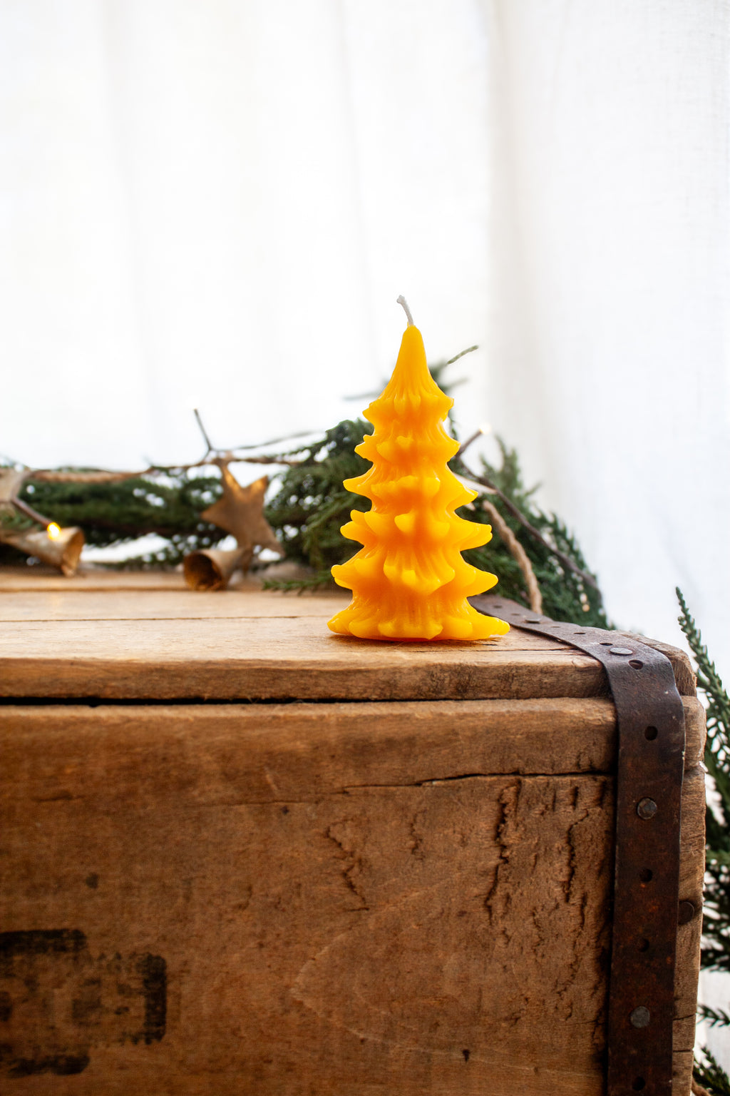 Christmas Conifer pine tree